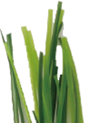 W Type artificial grass